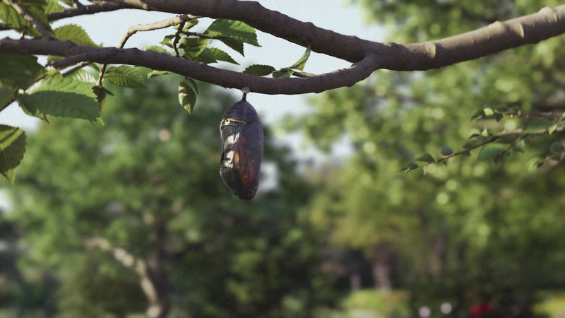 Cocoon to butterfly transformation